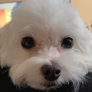 Meet your Posher, Michele